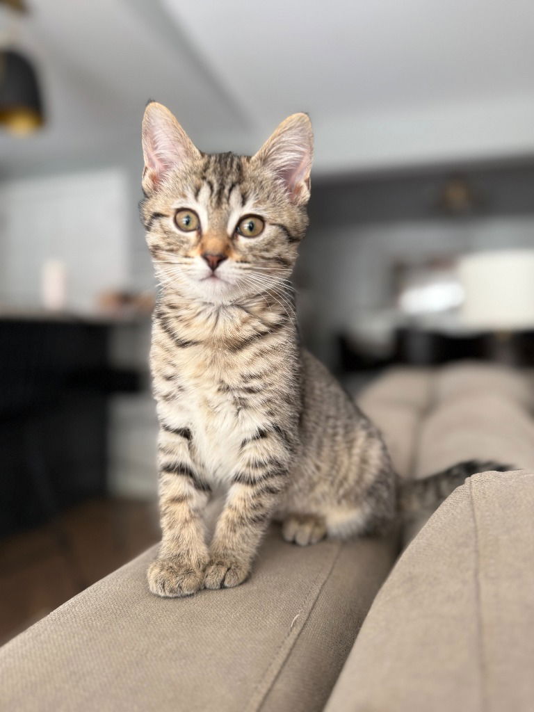 adoptable Cat in South Bend, IN named Annie*IN FOSTER*