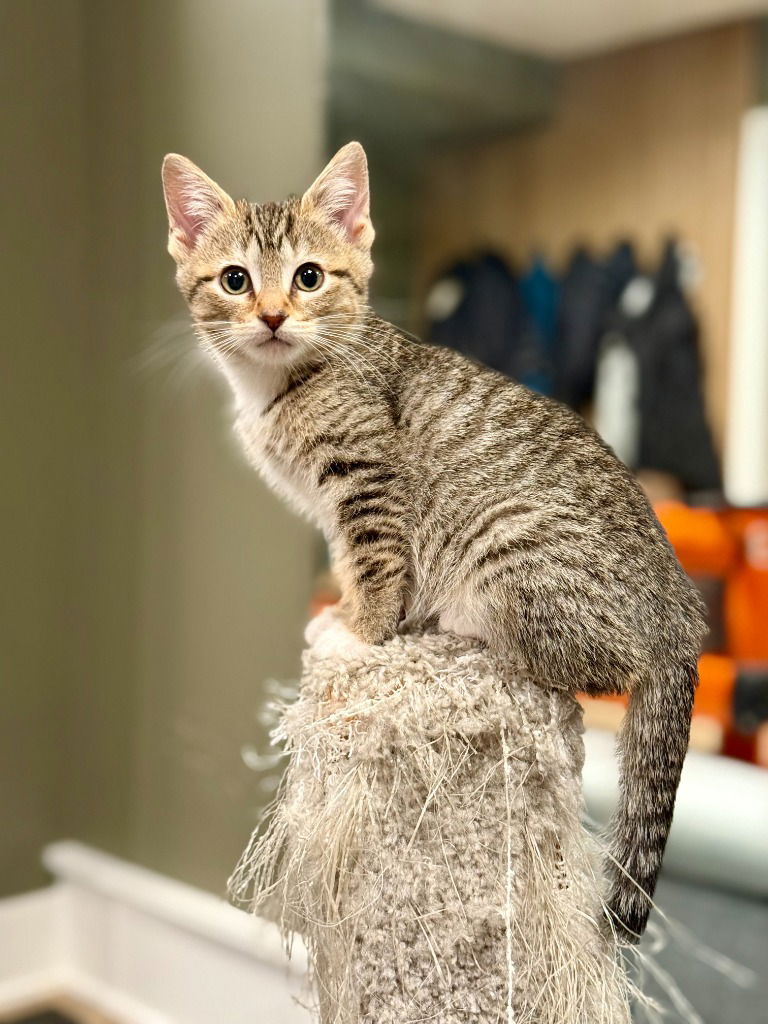 adoptable Cat in South Bend, IN named Foxy *IN FOSTER*