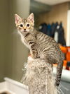 adoptable Cat in South Bend, IN named Foxy *IN FOSTER*