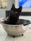adoptable Cat in South Bend, IN named Huey *IN FOSTER*