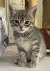 adoptable Cat in South Bend, IN named Jordan *IN FOSTER*
