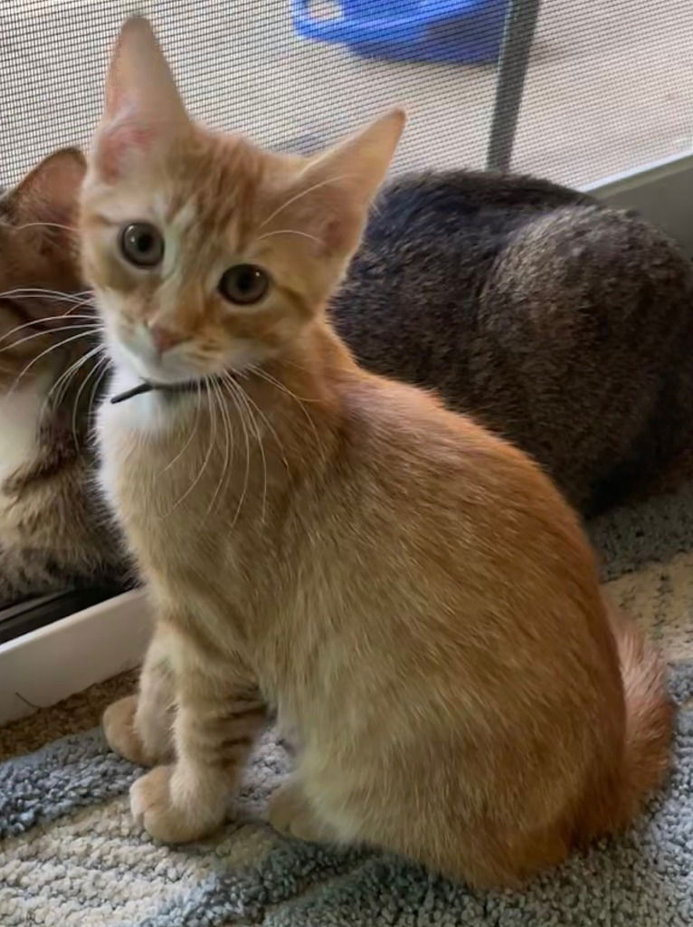 adoptable Cat in South Bend, IN named Dexter *IN FOSTER*
