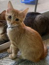adoptable Cat in  named Dexter *IN FOSTER*