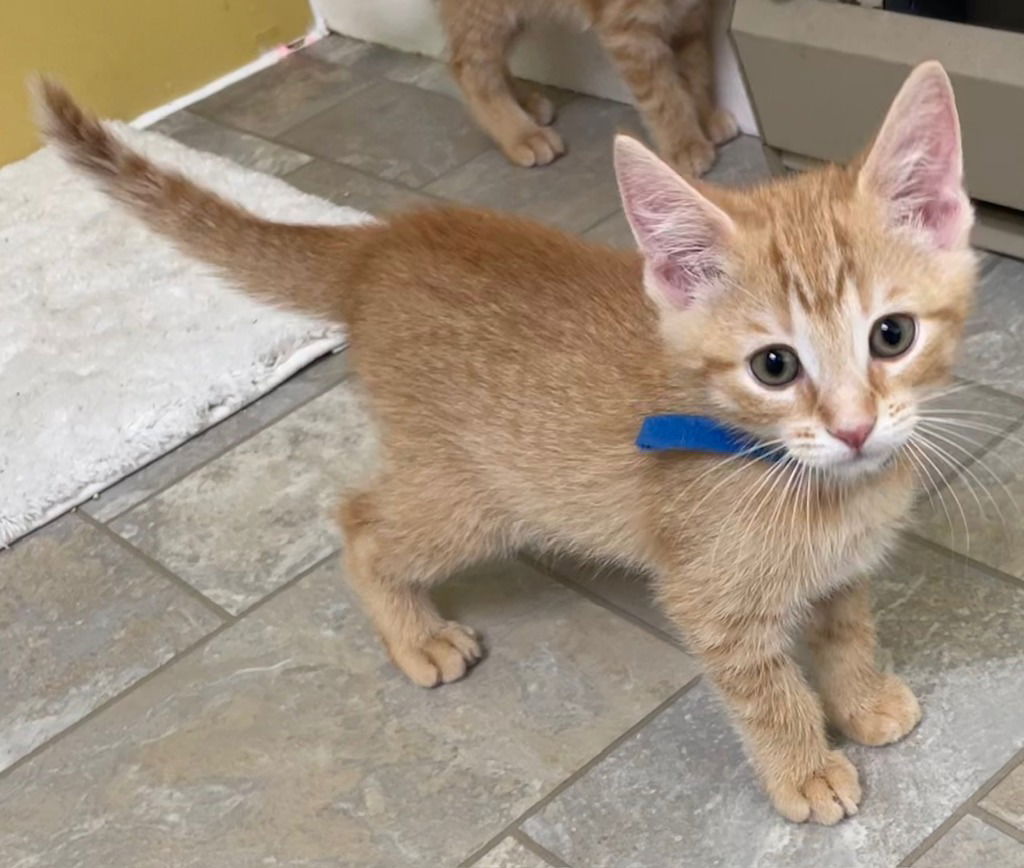 adoptable Cat in South Bend, IN named Dylan *IN FOSTER*