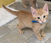 adoptable Cat in South Bend, IN named Dylan *IN FOSTER*