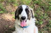 adoptable Dog in South Bend, IN named Duke- IN a Foster Home