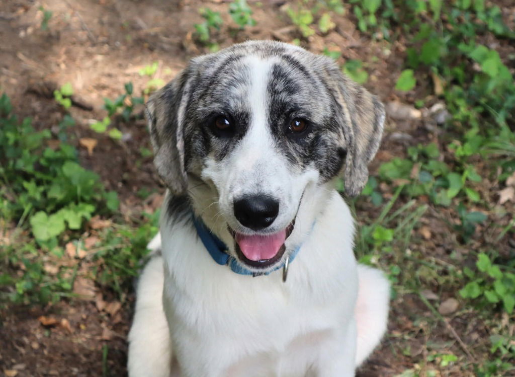 adoptable Dog in South Bend, IN named Darcy-In a Foster Home