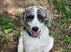 adoptable Dog in South Bend, IN named Darcy-In a Foster Home
