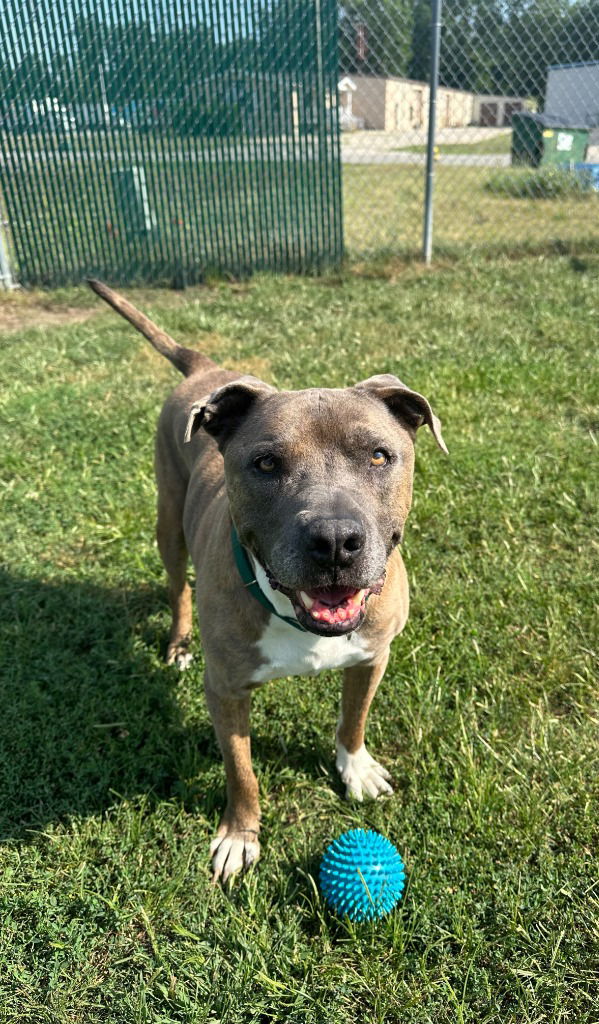 adoptable Dog in South Bend, IN named Scooby