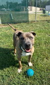 adoptable Dog in  named Scooby