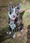Abby - Photo 2