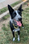Abby - Photo 3