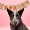 Abby - Photo 4