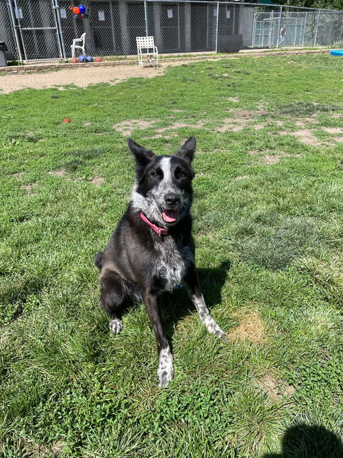 Abby, an adoptable Australian Shepherd in South Bend, IN