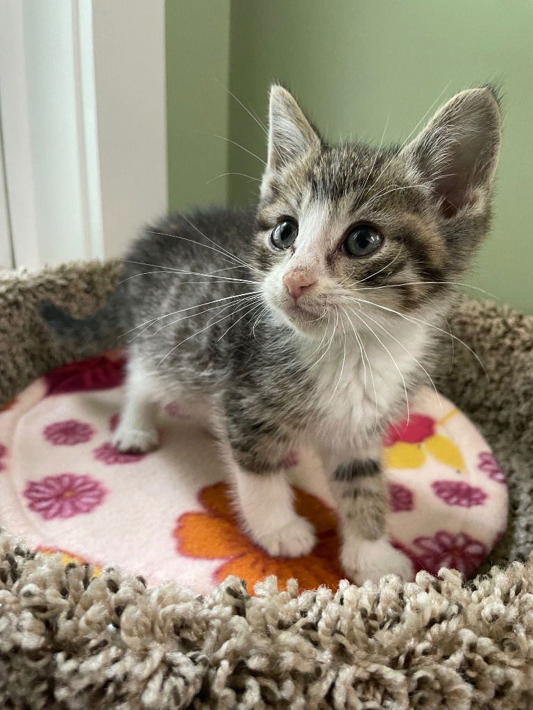 adoptable Cat in South Bend, IN named Breezy * IN FOSTER *