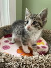 adoptable Cat in South Bend, IN named Breezy * IN FOSTER *