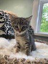 adoptable Cat in South Bend, IN named Dixie * IN FOSTER *