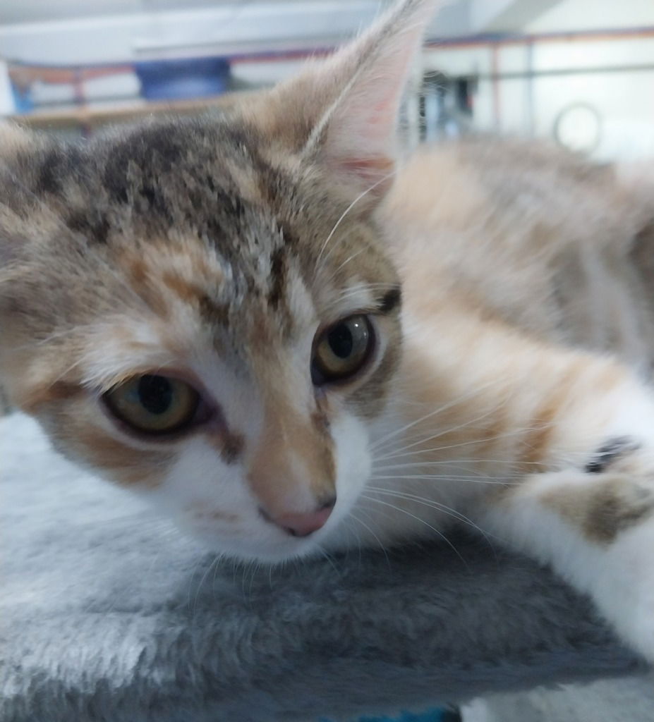 adoptable Cat in South Bend, IN named Polgara * IN FOSTER *