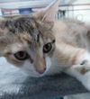 adoptable Cat in South Bend, IN named Polgara * IN FOSTER *