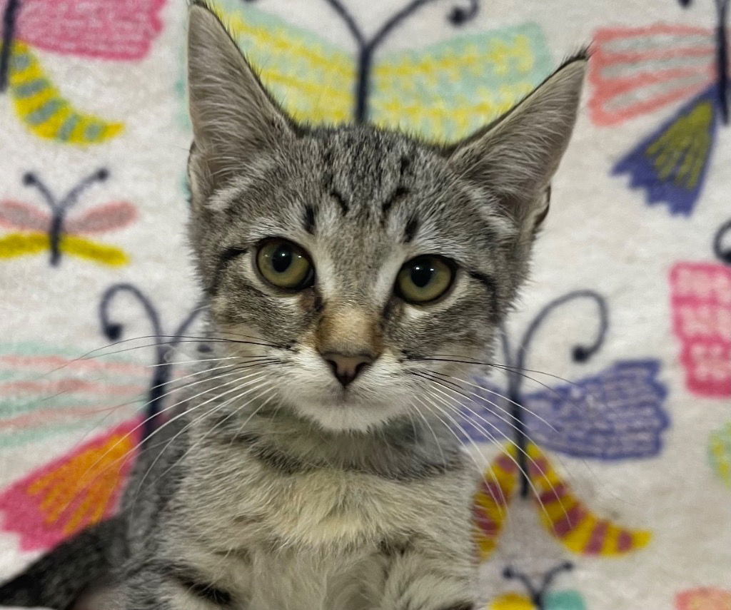 adoptable Cat in South Bend, IN named Pooky * IN FOSTER *