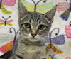 adoptable Cat in South Bend, IN named Pooky * IN FOSTER *