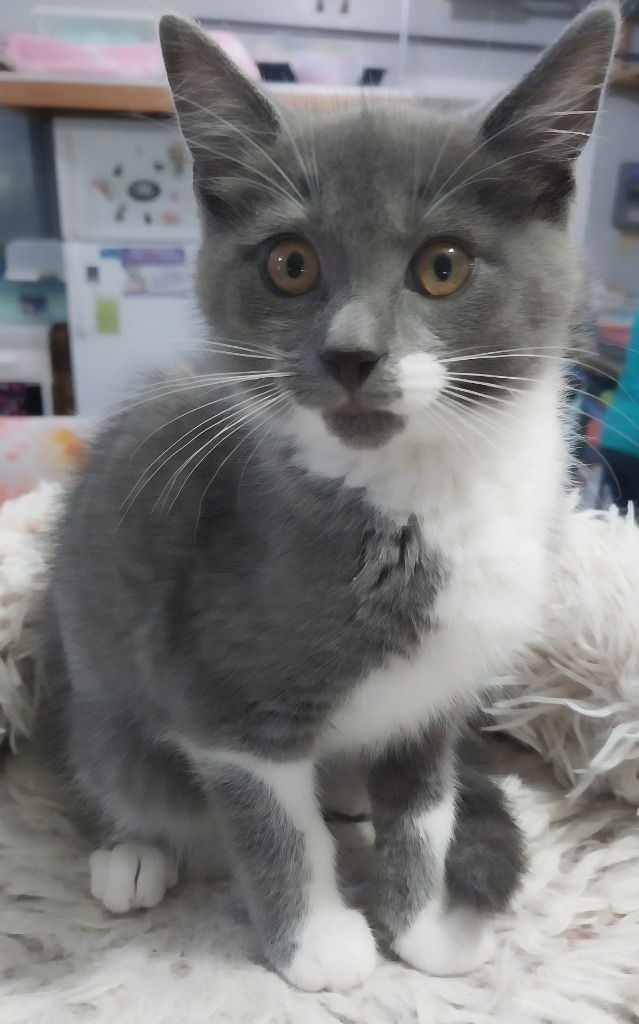 adoptable Cat in South Bend, IN named Meerkat * IN FOSTER *