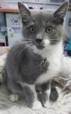 adoptable Cat in South Bend, IN named Meerkat * IN FOSTER *