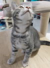adoptable Cat in South Bend, IN named Jameson * IN FOSTER *