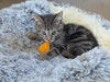 adoptable Cat in South Bend, IN named Michelle *IN FOSTER*