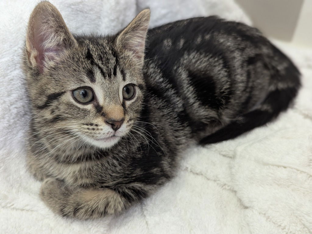 adoptable Cat in South Bend, IN named Molly *IN FOSTER*