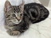adoptable Cat in South Bend, IN named Molly *IN FOSTER*