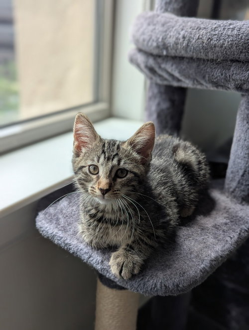 MANDY *IN FOSTER* - Domestic Short Hair available for adoption