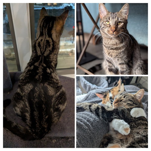 picture of the cat needing adoption