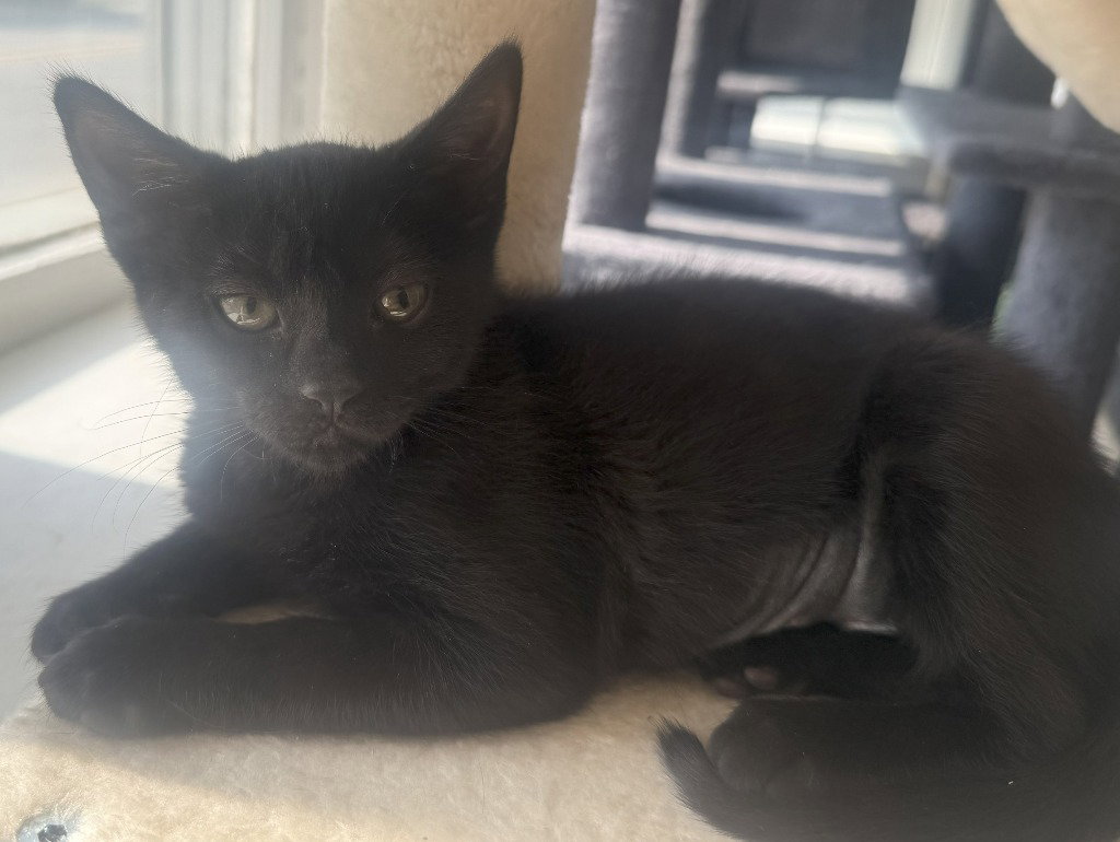 Fig *IN FOSTER* Image