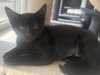 Fig *IN FOSTER* - Photo 1