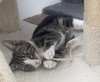 Flint *IN FOSTER* - Photo 1