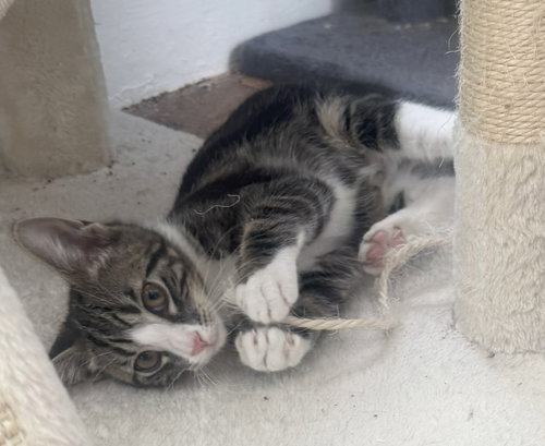 FLINT *IN FOSTER* - Domestic Short Hair available for adoption