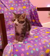 adoptable Cat in  named Brad Pitt * IN FOSTER *