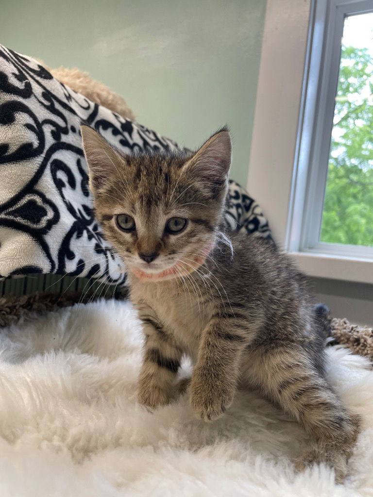 adoptable Cat in South Bend, IN named Aurora * IN FOSTER *