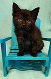 adoptable Cat in South Bend, IN named Magnum *IN FOSTER*