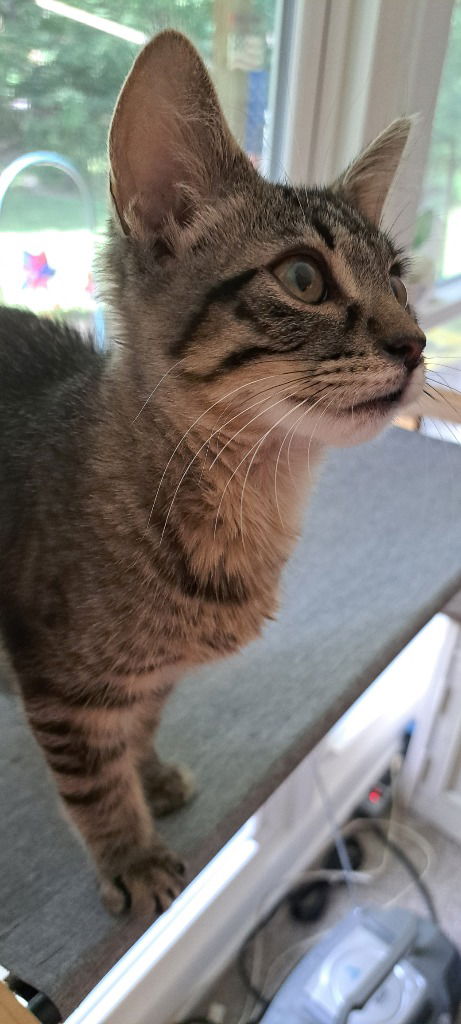 adoptable Cat in South Bend, IN named Oliver *IN FOSTER*