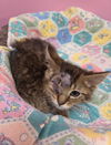 adoptable Cat in , IN named Captain Sparrow * IN FOSTER *