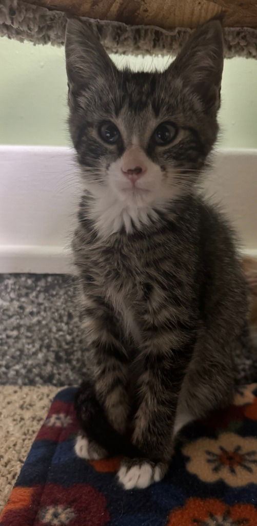 adoptable Cat in South Bend, IN named Freddy * IN FOSTER *