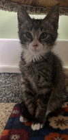 adoptable Cat in  named Freddy * IN FOSTER *