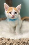 adoptable Cat in , IN named Lyon * IN FOSTER *