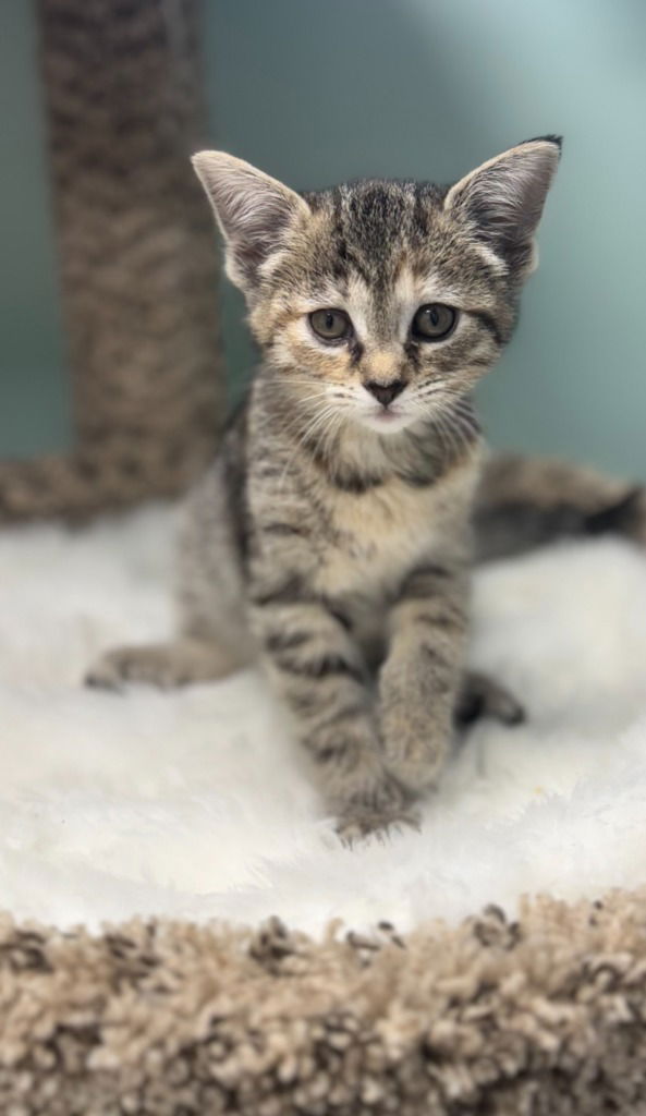adoptable Cat in South Bend, IN named Lune Noir * IN FOSTER *