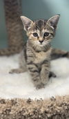 adoptable Cat in , IN named Lune Noir * IN FOSTER *