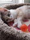 adoptable Cat in  named Marilyn * IN FOSTER *