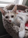 adoptable Cat in  named Monroe * IN FOSTER *