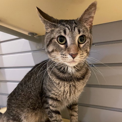 WASHINGTON - Domestic Short Hair available for adoption